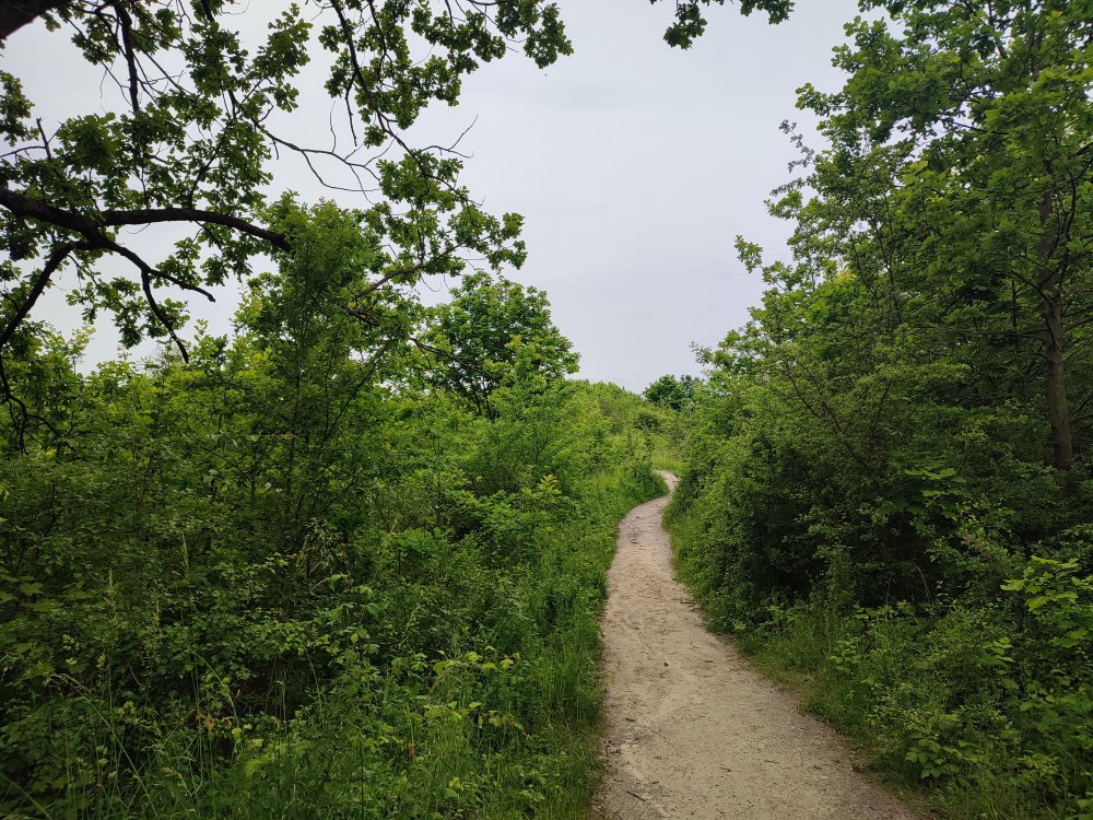 A Photo of the Field Path