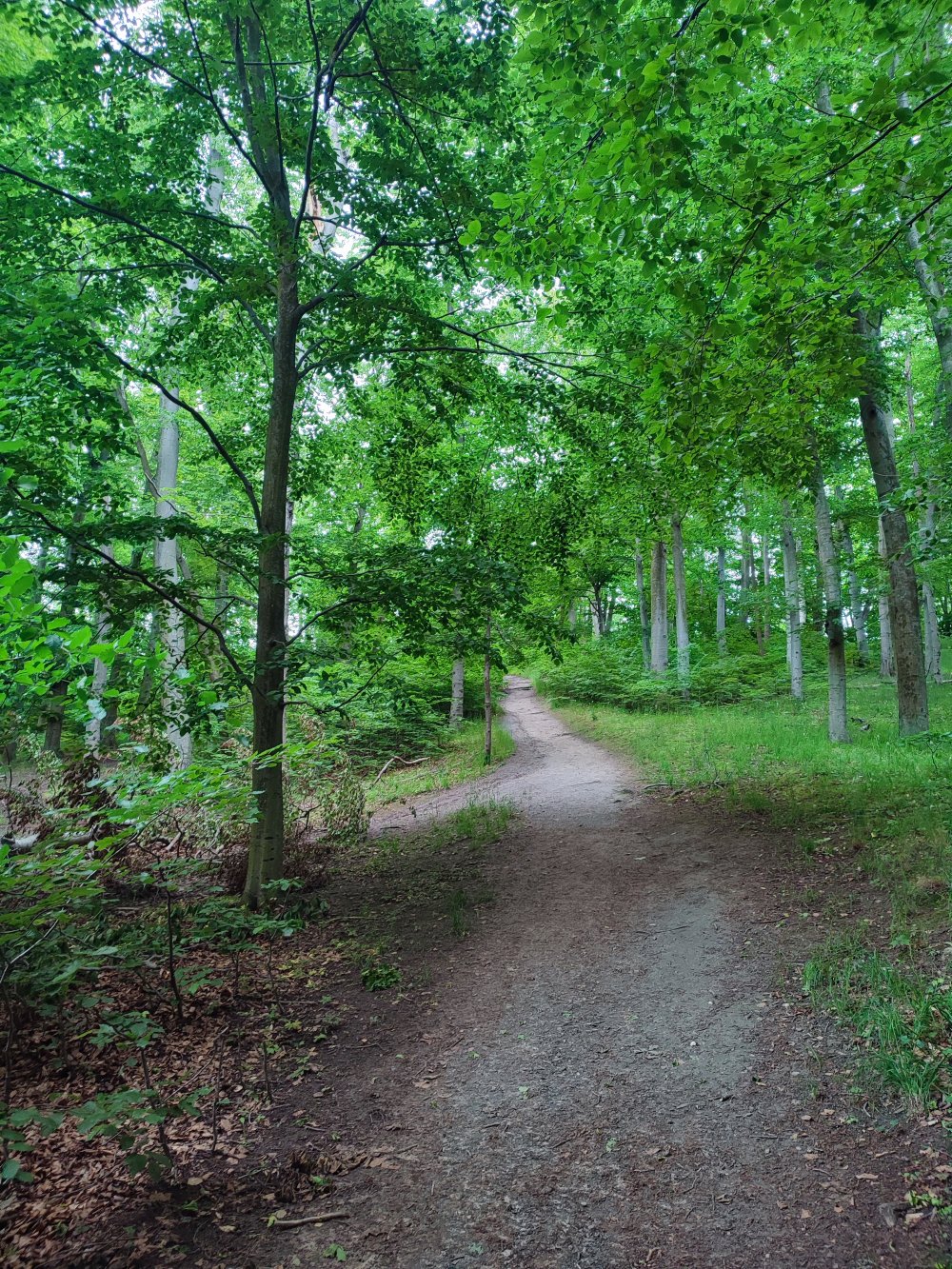 A Photo of the Southern Forest